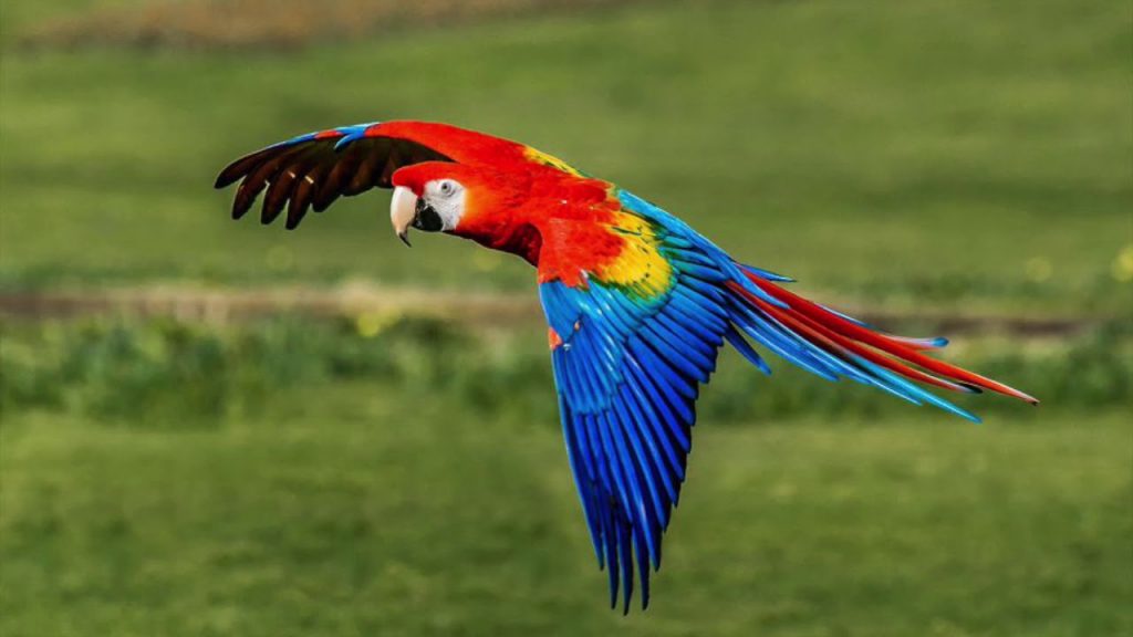 El IHT promociona El Guacamaya Fest 2025